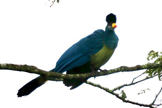 akagera national park tours