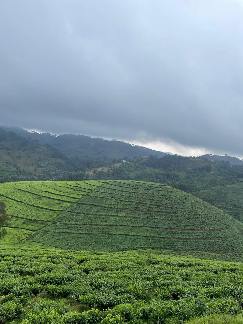 tours in Nyungwe national park